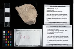 Foto (Objekt + Etikett) von Cracensigillatus acutirostris (Moericke, 1889)  (NHMW-GEO-2014-0194-0170)